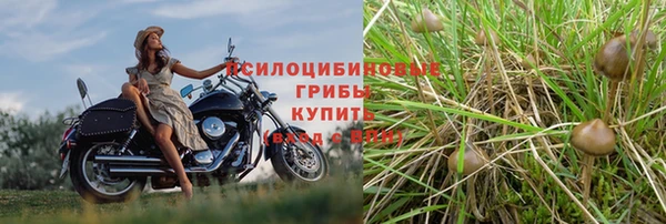 ешки Аркадак